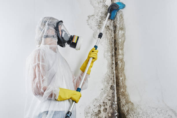 Holyoke, MA Mold Removal Company