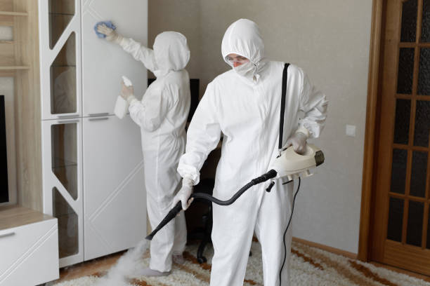 Best Toxic Mold Removal  in Holyoke, MA