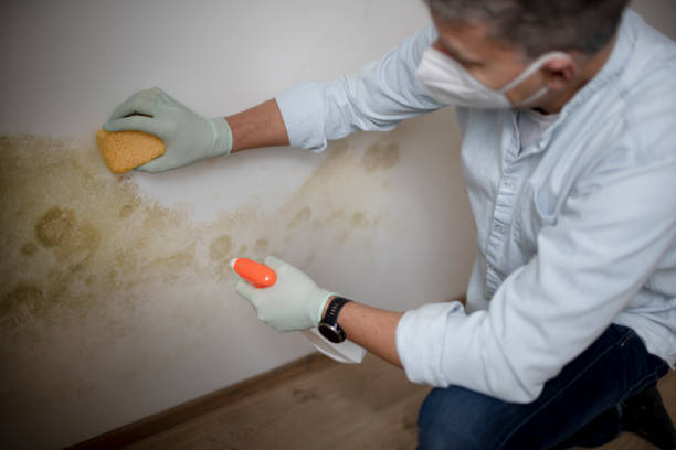 Best Mold Cleaning Services  in Holyoke, MA