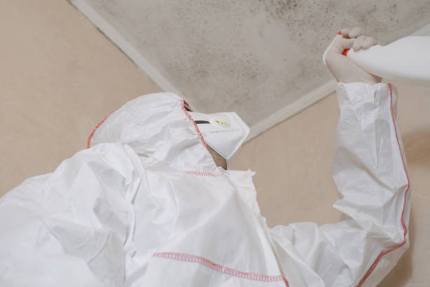 Best Affordable Mold Removal  in Holyoke, MA