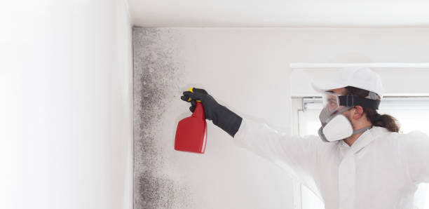 Best Crawl Space Mold Removal  in Holyoke, MA
