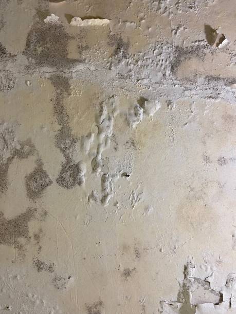 Certified Mold Removal in Holyoke, MA