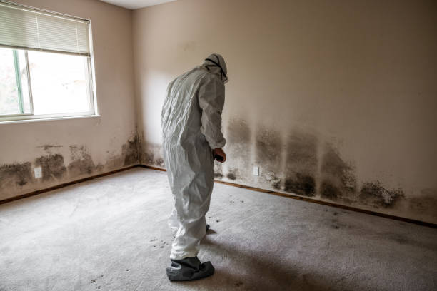 Best Toxic Mold Removal  in Holyoke, MA