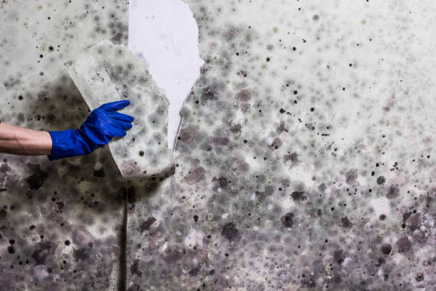 Best Emergency Mold Removal  in Holyoke, MA