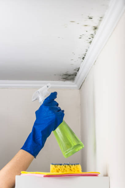  Holyoke, MA Mold Removal Pros
