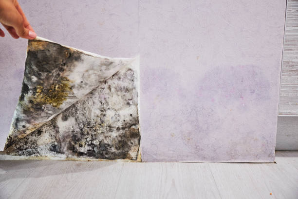 Best Mold Remediation  in Holyoke, MA